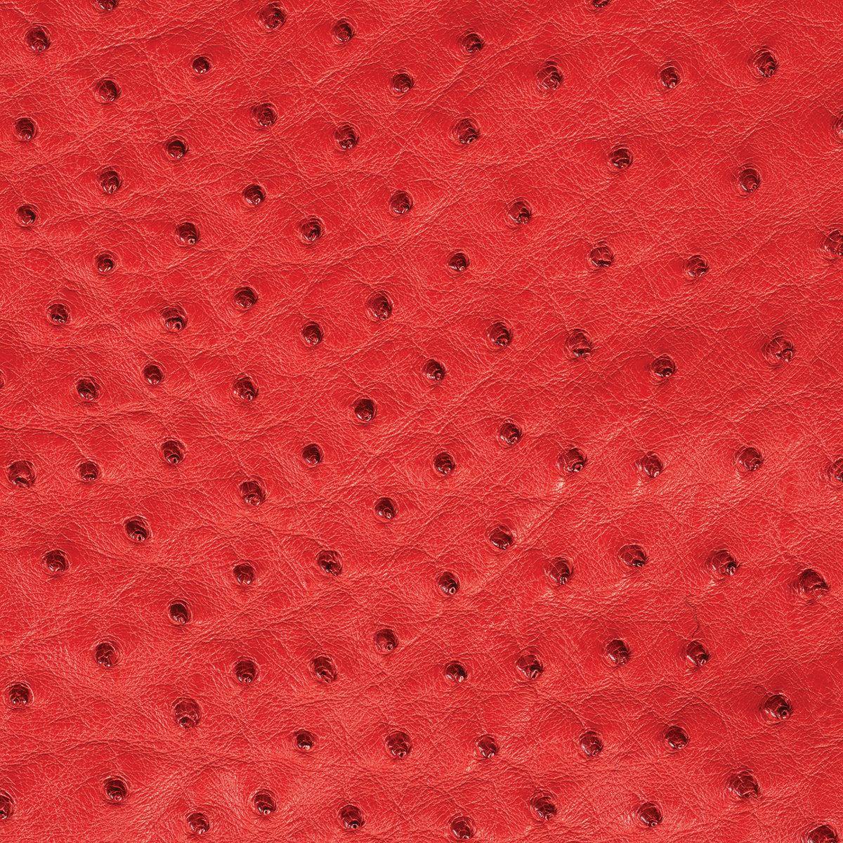 Ostrich Leather