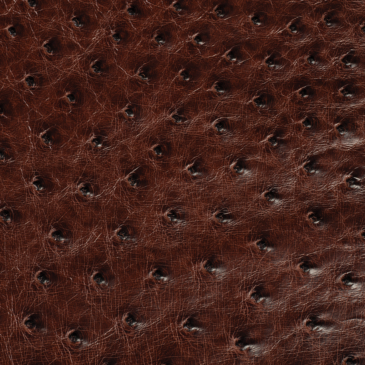Ostrich Leather